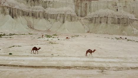 Camel-riding-grazing-vegetable-in-desert-coastal-climate-in-Iran-Hormuz-Island-the-Arabian-culture-agriculture-Saudi-Qatar-hospitality-tourist-attraction-landmark-erosion-landform-luxury-accommodation