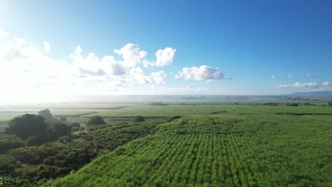 Endless-sugar-cane-fields-in-Guadeloupe,-aerial-drone-view