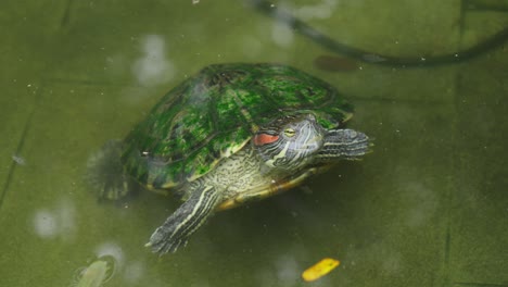 Red-eared-slider-turtle-showcases-light-skinned-underbelly-as-it-wades-in-mossy-water