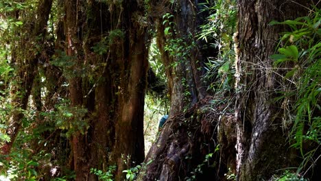 Einsamer-Junger-Mann,-Der-Zwischen-Myrtenbäumen-Im-Tepuhueico-Park-In-Chiloé,-Chile,-Spaziert