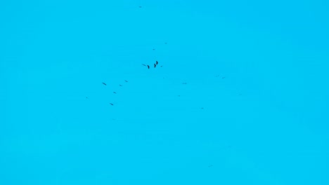 Distant-flock-of-vulture-birds-circling-in-flight-formation-in-peaceful-clear-blue-sky