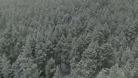 Espacio-Abierto-Hojas-Perennes-Colorado-Primera-Nieve-álamo-Temblón-Pino-Coníferas-árboles-Aéreo-Zumbido-Otoño-Invierno-Tormenta-De-Nieve-Nevado-Montaña-Rocosa-Cordillera-Frontal-Denver-Histórico-Pueblo-Círculo-Derecho-Paralaje-Movimiento