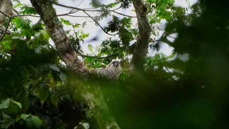 Looking-down-through-branches-from-the-top-of-the-tree,-Philippine-Eagle-Pithecophaga-jefferyi,-Philippines