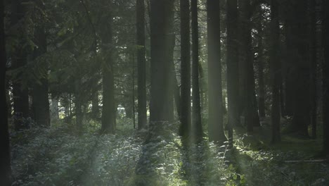 Nachmittagssonne-Strahlt-Durch-Bäume-Im-Wald-4k
