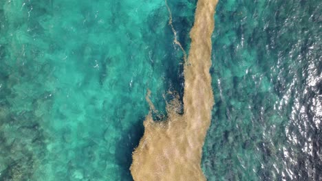 Sargassum-floating-on-crystal-clear-sea-of-Caribbean,-aerial-view