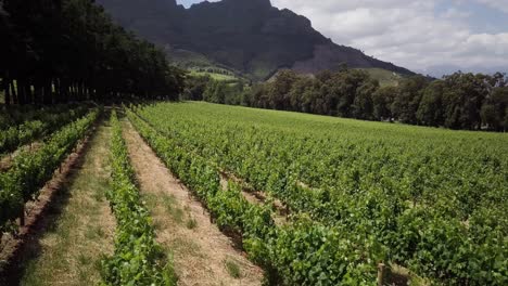 Rural-Scene-Of-Wine-Farms-In-Constantia,-Cape-Town,-South-Africa