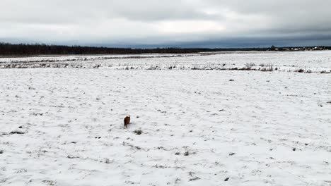 Wild-fox-running-through-a-snow-covered-landscape