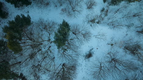 Thin-leafless-tree-and-branches-stick-up-against-conifers-in-snow-covered-icy-cold-forest,-aerial
