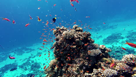 Cardumen-Nadando-Alrededor-De-Arrecifes-De-Coral-En-El-Mar-Mediterráneo,-Peces-Coloridos-En-Aguas-Poco-Profundas
