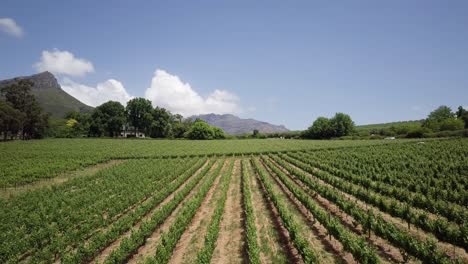 Vineyards-Over-Winelands-In-Constantia,-Cape-Town,-South-Africa