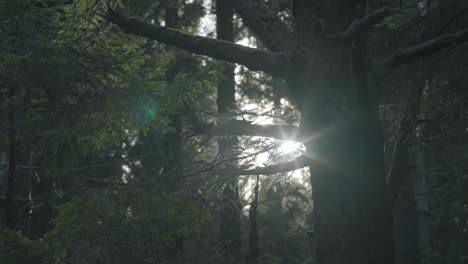 Die-Sonne-Dringt-Durch-Die-Äste-Eines-Alten-Baumes-Im-Wald-4k