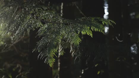Umlaufende-Aufnahme-Eines-Sonnenbeschienenen-Roten-Zedernbaums-4k