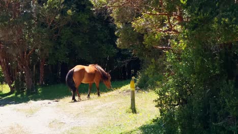 Young-wild-brown-horse-eating-and-released-in-the-fields-of-the-tepuhueico-park-coastal-zone-in-Cucao,-Chiloé,-Chile