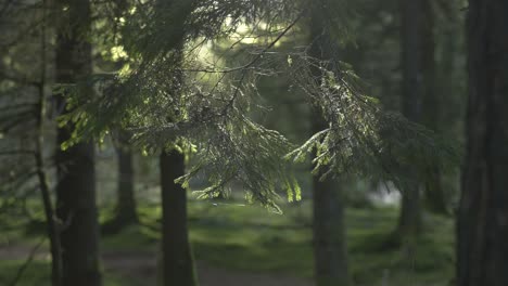 Orbiting-Shot-Around-Edge-Of-Pine-Tree-In-Sunny-Forest-4K