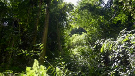 Ferns-sway-in-wind-in-tropical-forest-understory-shaded-by-tall-trees,-fronds,-and-vines