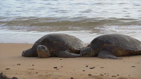 close-up-view-of-sea-turtle-movement-on-hawaii's-poipu-beach,-still-shot