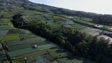 Drone-view-of-vegetable-plantation-on-the-slope-of-mountain