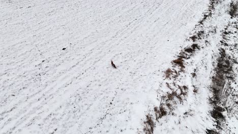 Descending-drone-shot-capturing-hunting-fox-during-the-winter-season