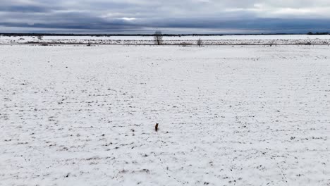 Fox-walking-through-a-winter-field,-approaching-a-road-where-cars-pass