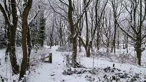 Snow-slowly-falling-from-white-winter-leafless-forest-woodland-trees