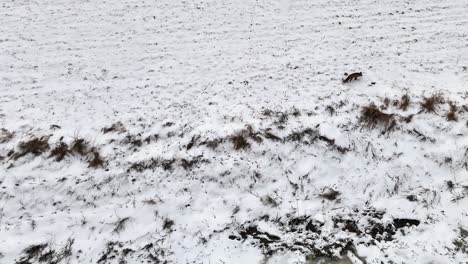Fox-runs-to-hunt-mouse-in-the-middle-of-the-snow,-from-a-drone