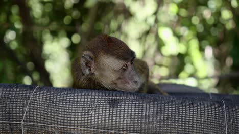 Young-child-monkey-stares-forward-resting-head-on-net-wrapped-on-tree,-green-bokeh-background