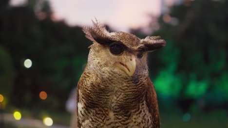 Beluk-Jampuk-Barred-eagle-owl-or-Bubo-sumatranus-with-bokeh-background-lights