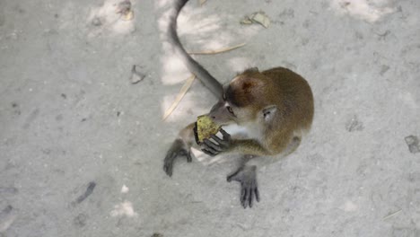 Out-stretched-hand-holds-fruit-as-monkey-rises-on-hind-legs-to-receive-food