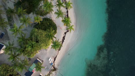 Iconic-Caribbean-sandy-beach-with-palm-trees,-aerial-top-down-view