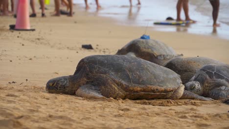 Meeresschildkröten-Ruhen-Sich-Aus,-Während-Menschen-Am-Strand-Spazieren-Gehen-Und-Spielen,-Standbild