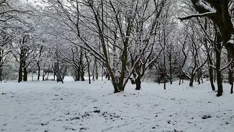 Schnee-Fällt-Langsam-Von-Weißen,-Blattlosen-Winterwaldbäumen
