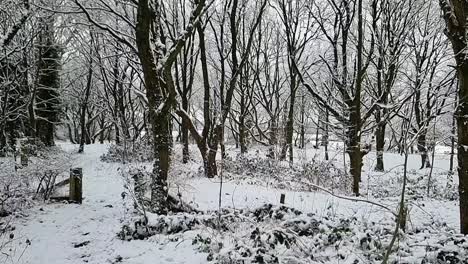 Wintertime-leafless-woodland-forest-trees-with-snow-slowly-falling-from-branches