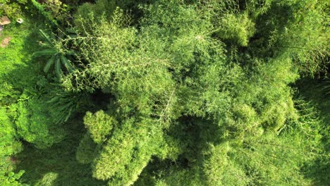 Vibrant-green-jungle-plants-of-Guadeloupe-on-sunny-day,-aerial-view