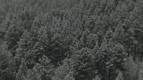 Offener-Raum,-Immergrün,-Colorado,-Erster-Schnee,-Espenkiefern,-Nadelbäume,-Luftaufnahmen,-Drohne,-Herbst,-Herbst,-Winter,-Schneesturm,-Schneebedeckte,-Felsige-Berge,-Vorderkette,-Denver,-Historische-Stadt,-Kreis,-Linke-Parallaxenbewegung