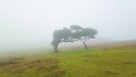 Neblige-Landschaft-Mit-Bäumen-Auf-Grünem-Feld-Auf-Madeira,-Portugal---Luftdrohnenaufnahme
