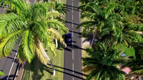 Royal-Palm-Trees-Along-Allee-Dumanoir-Avenue-In-Capesterre-Belle-Eau,-Guadeloupe,-France