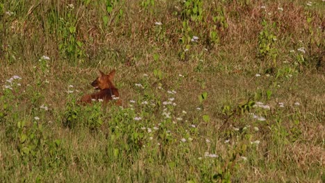 Seen-from-its-back-looking-around-while-resting-on-the-grass-then-stands-to-go-to-the-left,-Dhole-Cuon-alpinus,-Thailand