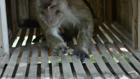 Closeup-of-monkey-resting-on-side-then-rising-to-move-out-of-wooden-home