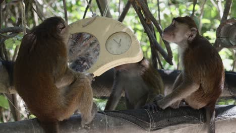 Monkeys-sit-in-mangrove-tree-forest-play-area-staring-at-clock-and-in-hanging-mirror