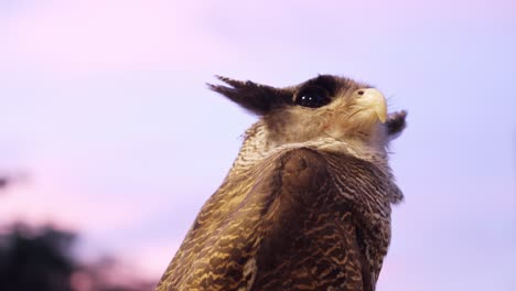 Winged-feather-ears-of-Beluk-Jampuk-Barred-eagle-owl-or-bubo-sumatranus-against-blue-sky