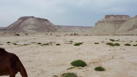 Camellos-Pastando-En-El-Desierto-Y-Coloridas-Colinas-De-Montañas-Arco-Iris-En-El-Fondo-Escena-De-Color-Mínimo-Maravillosa-Toma-Aérea-De-Ganado-Animal-Vida-Tradicional-Gente-Local-En-Qatar-Vida-Costera-De-Irán-Saudita