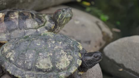 Pair-of-red-eared-slider-turtles-raise-heads-in-curiousity-on-rocks