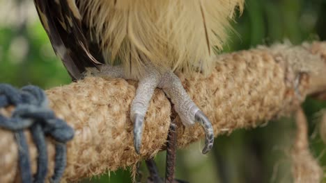 Claw-of-buffy-fish-owl-or-Ketupa-ketupu-hangs-on-natural-fiber-woven-stick-in-aviary
