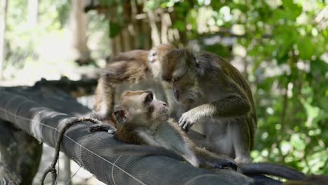 Monkeys-relax-on-tarp-netting-as-parent-begins-picking-and-cleaning-friend