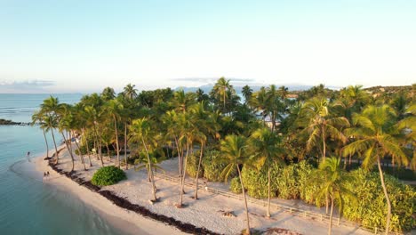 Iconic-palm-tree-resort-with-sandy-beach-in-Guadeloupe,-aerial-view