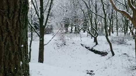 Solitude-in-wintertime-leafless-woodland-forest-trees-with-snow-slowly-falling