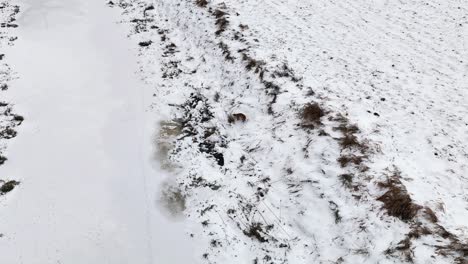 Drohne-Fängt-Während-Der-Wintersaison-Einen-Wunderschönen-Jagdfuchs-Ein