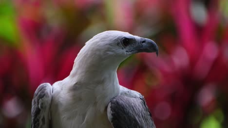 Looking-around-and-towards-the-right-while-resting-in-the-forest,-White-bellied-Sea-Eagle-Haliaeetus-leucogaster,-Philippines