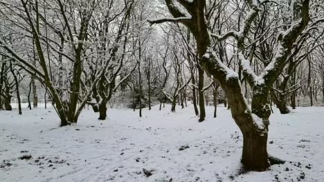 Snow-slowly-falling-from-winter-white-leafless-woodland-forest-trees