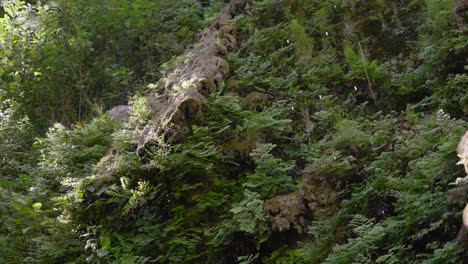 Kaskadierende-Wassertropfen-Tropfen-Vom-Baumdach-über-Dschungelfarne-Im-Unterholz